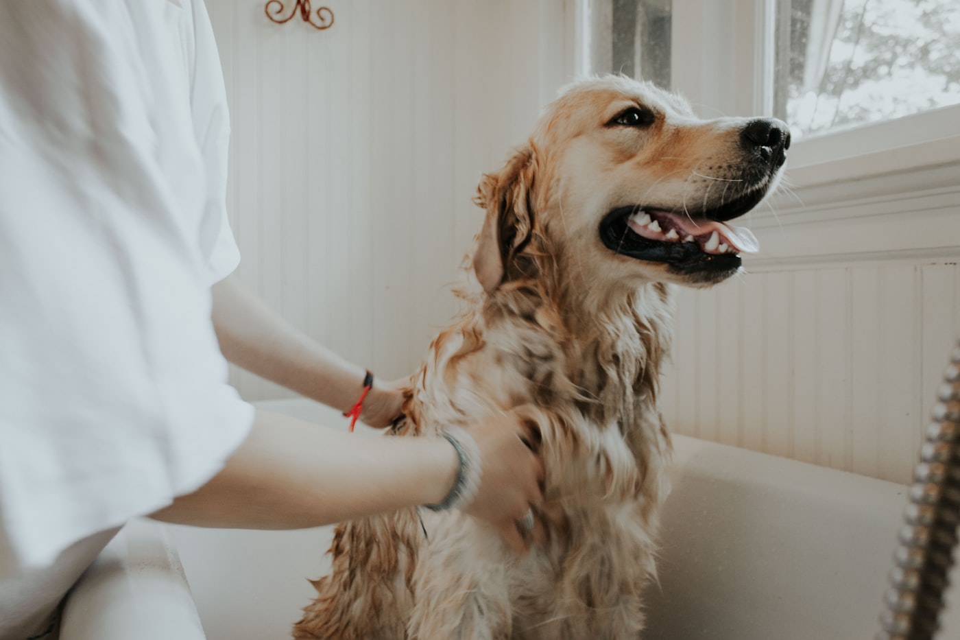 Dog looking hopeful near a home environment