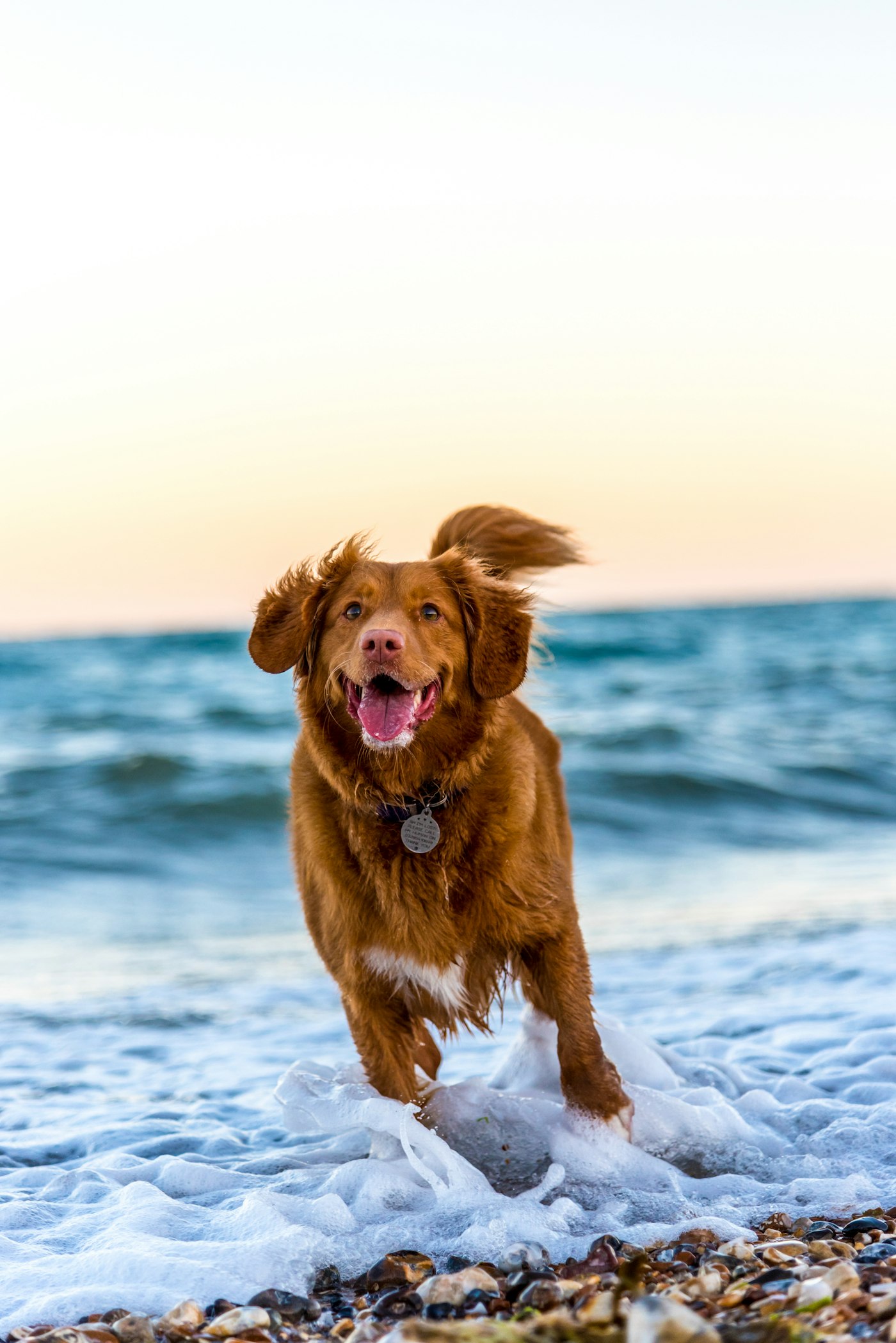 Dog receiving attentive care outdoors